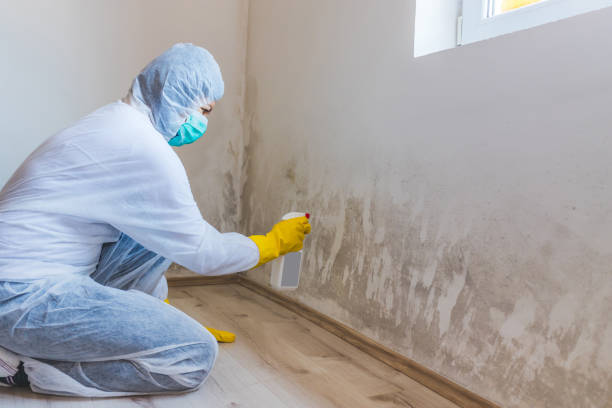 Licensed Black Mold Removal service in Dunn Loring, VA - WQB Mold Removal