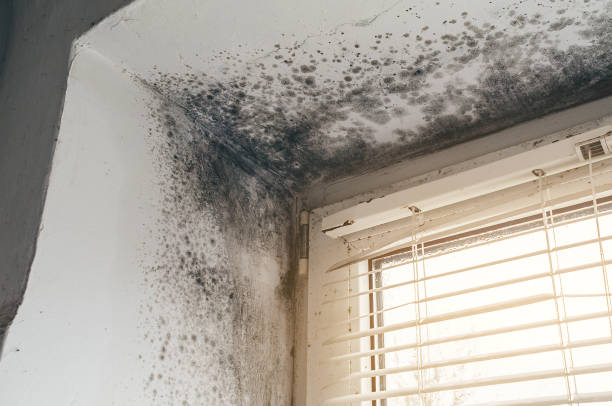 Affordable Black Mold Removal solutions in Dunn Loring, VA
